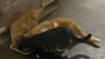 Screenshot 2024 03 09 at 11.08.48 PM